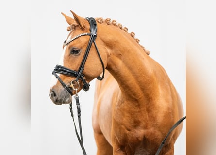 Deutsches Reitpony, Hengst, 2 Jahre, Fuchs
