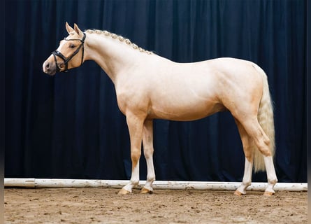 Deutsches Reitpony, Hengst, 2 Jahre, Palomino