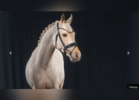 Deutsches Reitpony, Hengst, 2 Jahre, Palomino