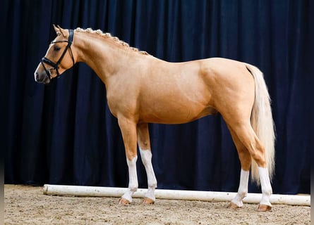 Deutsches Reitpony, Hengst, 2 Jahre, Palomino