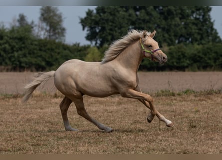 Deutsches Reitpony, Hengst, 2 Jahre, Palomino