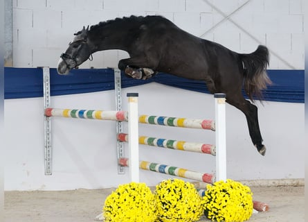 Deutsches Reitpony, Hengst, 3 Jahre, 137 cm, Schimmel