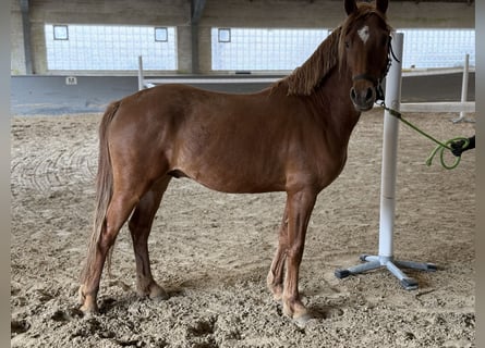 Deutsches Reitpony, Hengst, 3 Jahre, 144 cm, Fuchs