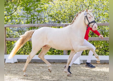 Deutsches Reitpony, Hengst, 3 Jahre, 144 cm, Perlino