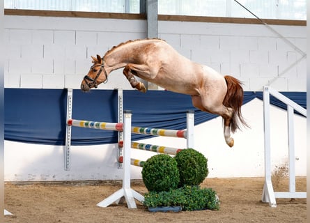 Deutsches Reitpony, Hengst, 3 Jahre, 144 cm, Rotschimmel