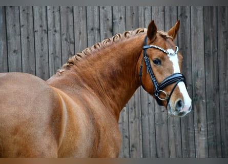 Deutsches Reitpony, Hengst, 3 Jahre, 145 cm, Fuchs