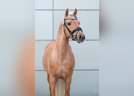 Deutsches Reitpony, Hengst, 3 Jahre, 145 cm, Palomino