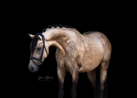 Deutsches Reitpony, Hengst, 3 Jahre, 146 cm, Buckskin