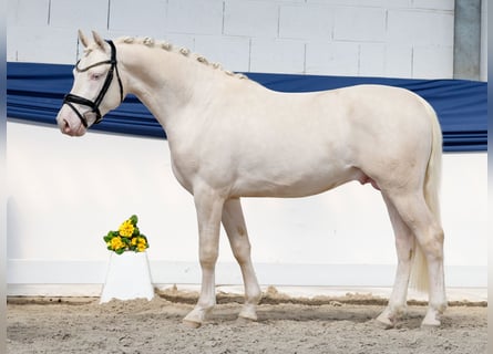 Deutsches Reitpony, Hengst, 3 Jahre, 146 cm, Cremello