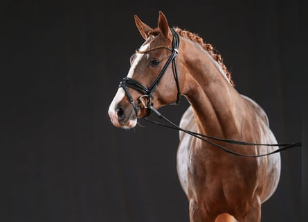 Deutsches Reitpony, Hengst, 3 Jahre, 146 cm, Fuchs