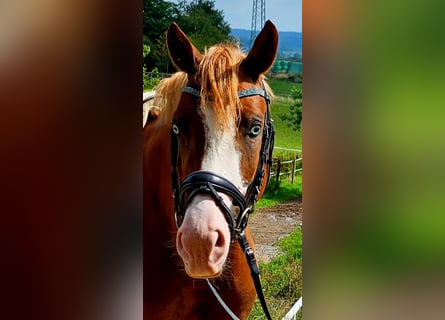 Deutsches Reitpony, Hengst, 3 Jahre, 146 cm, Fuchs