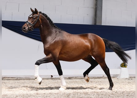 Deutsches Reitpony, Hengst, 3 Jahre, 147 cm, Brauner