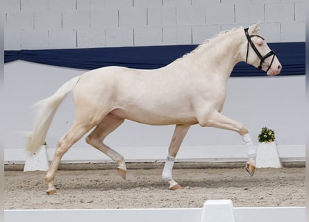 Deutsches Reitpony, Hengst, 3 Jahre, 147 cm, Cremello