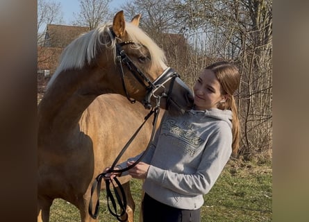 Deutsches Reitpony, Hengst, 3 Jahre, 147 cm, Palomino