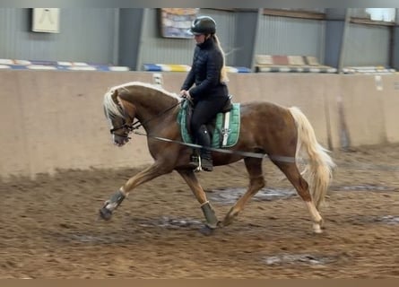 Deutsches Reitpony, Hengst, 3 Jahre, 147 cm, Palomino