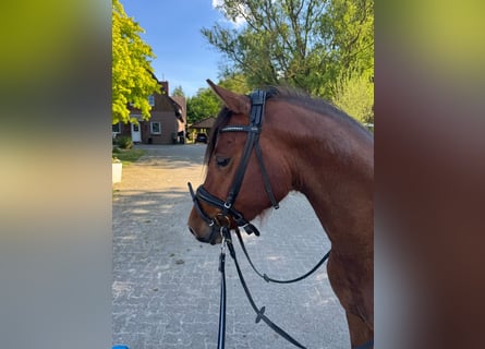 Deutsches Reitpony, Hengst, 3 Jahre, 148 cm, Brauner