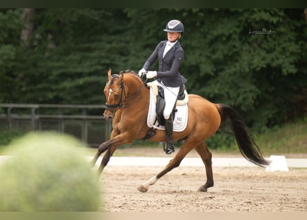 Deutsches Reitpony, Hengst, 3 Jahre, 148 cm, Brauner
