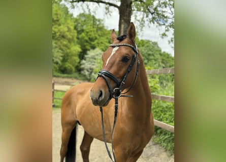 Deutsches Reitpony, Hengst, 3 Jahre, 148 cm, Brauner
