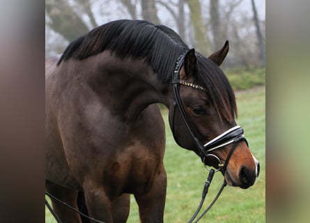 Deutsches Reitpony, Hengst, 3 Jahre, 148 cm, Dunkelbrauner