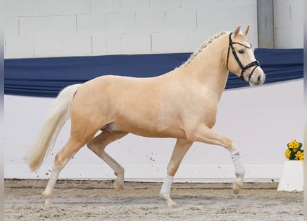 Deutsches Reitpony, Hengst, 3 Jahre, 149 cm, Palomino