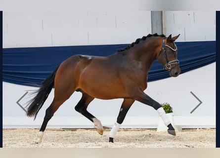 Deutsches Reitpony, Hengst, 3 Jahre, 150 cm, Brauner