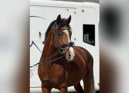 Deutsches Reitpony, Hengst, 3 Jahre, 150 cm, Brauner