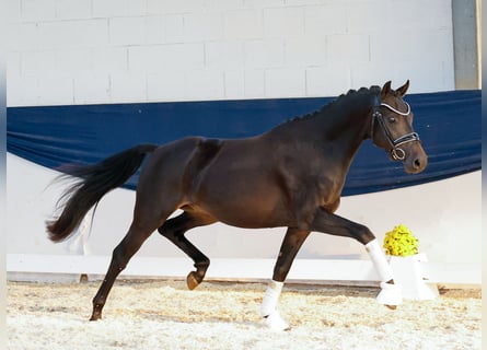 Deutsches Reitpony, Hengst, 3 Jahre, 150 cm, Dunkelbrauner
