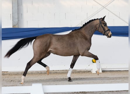 Deutsches Reitpony, Hengst, 3 Jahre, 151 cm, Falbe