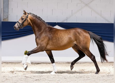 Deutsches Reitpony, Hengst, 3 Jahre, 152 cm, Falbe