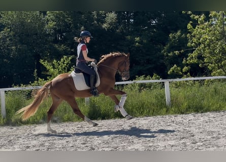 Deutsches Reitpony, Hengst, 3 Jahre, 153 cm, Fuchs