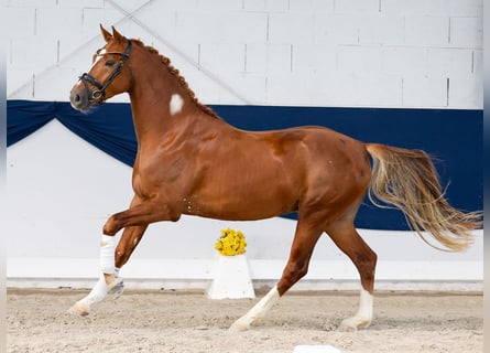 Deutsches Reitpony, Hengst, 3 Jahre, Fuchs