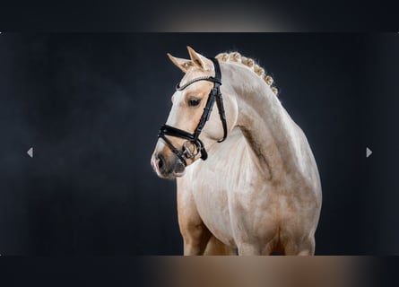 Deutsches Reitpony, Hengst, 3 Jahre, Palomino