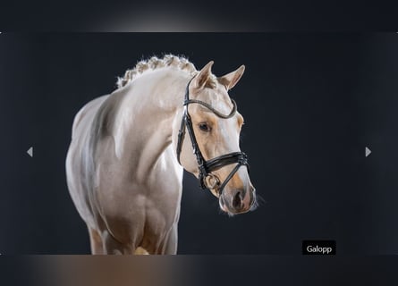 Deutsches Reitpony, Hengst, 3 Jahre, Palomino