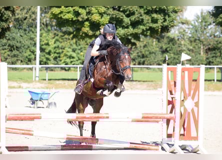 Deutsches Reitpony, Hengst, 4 Jahre, 146 cm, Brauner