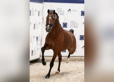 Deutsches Reitpony, Hengst, 4 Jahre, 147 cm, Dunkelbrauner