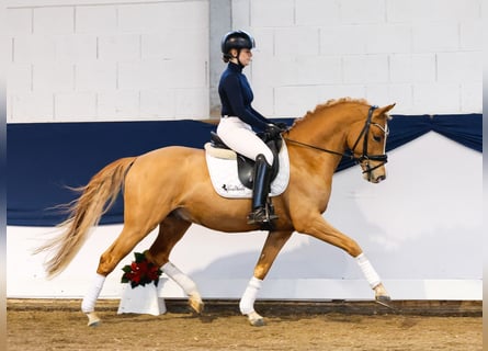 Deutsches Reitpony, Hengst, 4 Jahre, 147 cm, Fuchs