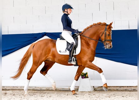 Deutsches Reitpony, Hengst, 4 Jahre, 147 cm, Fuchs