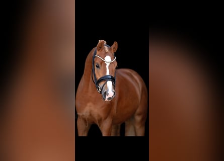 Deutsches Reitpony, Hengst, 4 Jahre, 147 cm, Fuchs