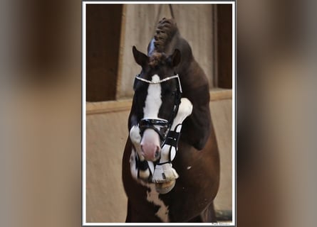 Deutsches Reitpony, Hengst, 4 Jahre, 148 cm, Dunkelfuchs