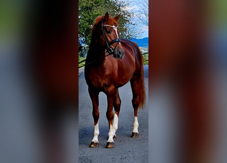 Deutsches Reitpony, Hengst, 4 Jahre, 149 cm, Dunkelfuchs