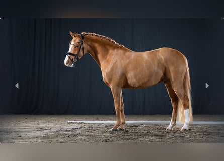 Deutsches Reitpony, Hengst, 4 Jahre, Fuchs