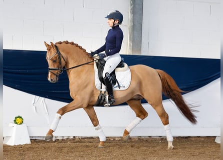 Deutsches Reitpony, Hengst, 5 Jahre, 147 cm, Falbe