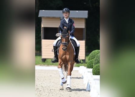 Deutsches Reitpony, Hengst, 5 Jahre, 150 cm, Falbe