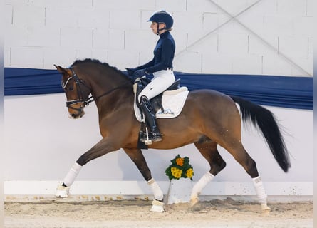 Deutsches Reitpony, Hengst, 6 Jahre, 145 cm, Brauner