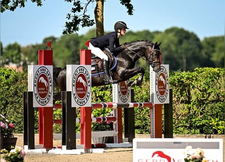Deutsches Reitpony, Hengst, 6 Jahre, 147 cm, Dunkelbrauner