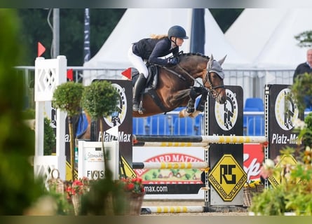 Deutsches Reitpony, Hengst, 6 Jahre, 147 cm, Dunkelbrauner