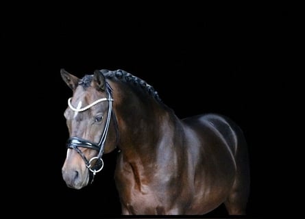 Deutsches Reitpony, Hengst, 6 Jahre, 148 cm, Brauner