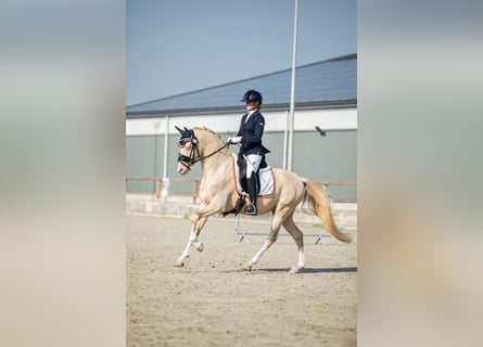 Deutsches Reitpony, Hengst, 7 Jahre, 148 cm, Perlino