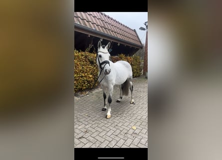 Deutsches Reitpony, Hengst, 8 Jahre, 147 cm, Rappschimmel