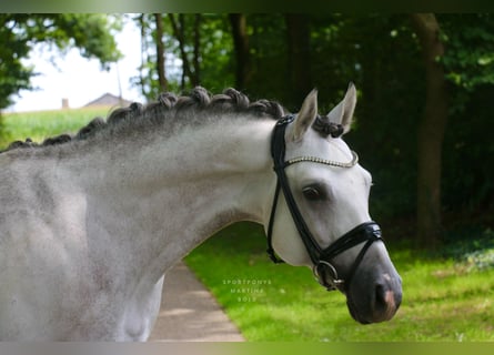 Deutsches Reitpony, Hengst, 9 Jahre, 147 cm, Schimmel